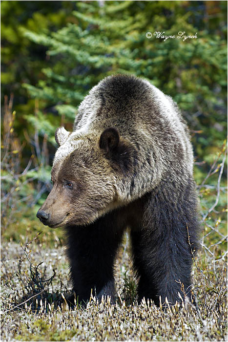 Mountain Grizzly Bear 120B by Dr. Wayne Lynch &copy;